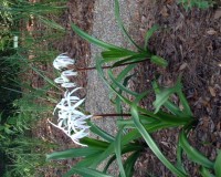 crinum americana 11.jpg